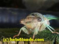 /home//u458753944/public_html/sourcegallery////////////Insects and small critters/aphids cicadas lanternflies and true bugs (Hemiptera)/P1140007.JPG